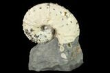 Discoscaphites Gulosus Ammonite - South Dakota #130749-1